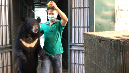 Chuyển giao 4 cá thể gấu cho Trung tâm Cứu hộ Gấu Việt Nam

